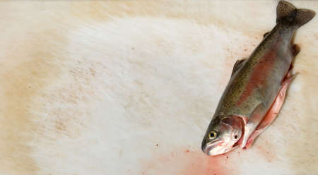 Rainbow trout fish prepared to be filletedの写真素材