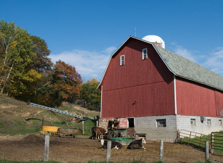 Barn and cows in rural americaの写真素材