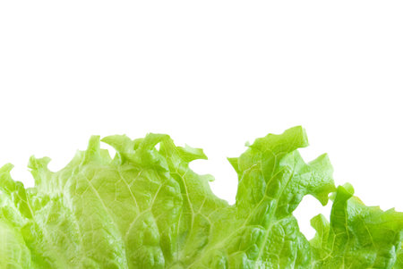 Green lettuce leaf isolated on white backgroundの写真素材