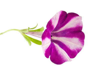 White and purple striped petunia flower isolated on whiteの写真素材