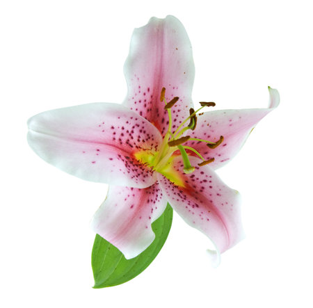 タイガーリリーの写真 イラスト素材一覧 5 403件 ストックフォトのamanaimages Plus