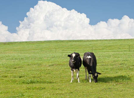 Two cows grazing in a open field with a cloudy sky behind themの写真素材