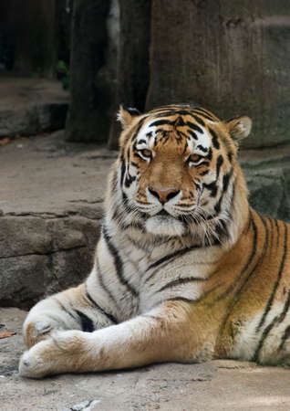 Large bengal tiger resting on rocksの写真素材