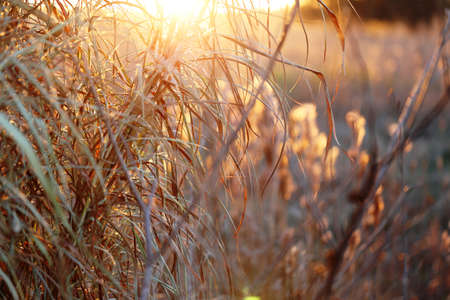 Close-up of sun streaming through stalksの写真素材