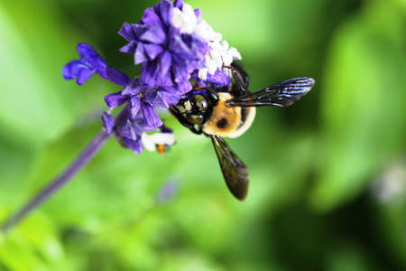 Close-up photo of bee on purple flowerの写真素材