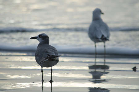 Two seagulls on the beach in Galveston Texas.の写真素材