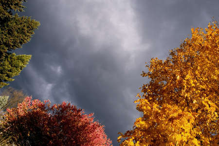 Abstract view of fall colors against a stormy skyの写真素材