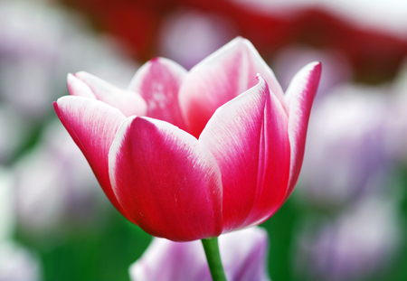 Tulip fields in summer near mountainsの写真素材