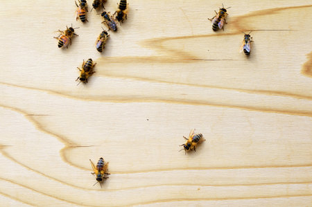 Honey bees on a beehive closeup