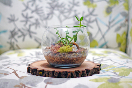 Terrarium and wood on trendy flower and leaf pattern chairの写真素材