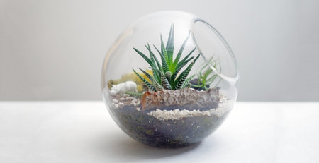Terrarium isolated on table against gray backgroundの写真素材
