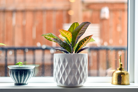 Potted plants and gold mister on window sillの写真素材