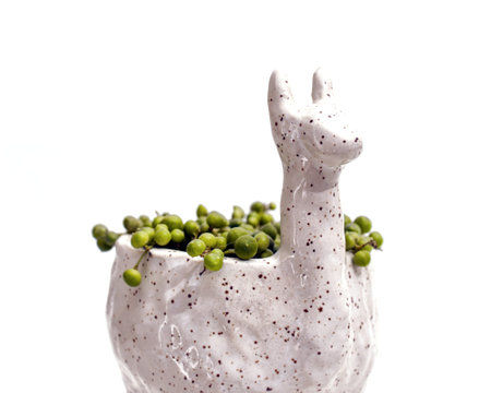 Alpaca planter with string of pearls closeupの写真素材