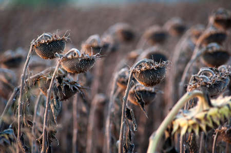 Sunflower field detailの写真素材