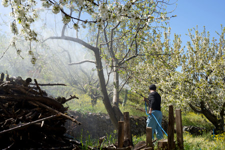 Man disinfects the trees