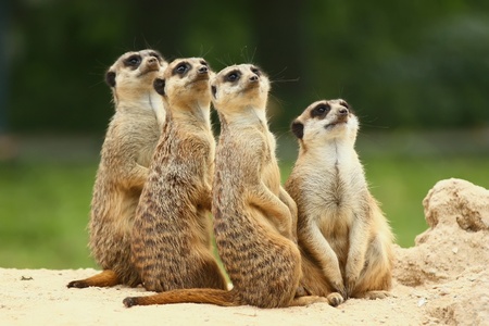 Meerkats (Suricata suricatta)の写真素材