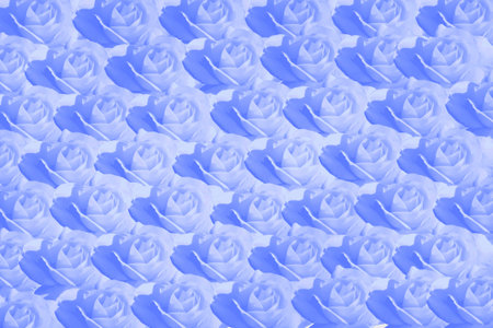The entire background of blue roses