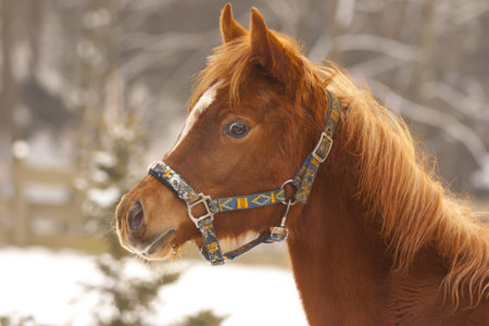 Look shy foal in winter day