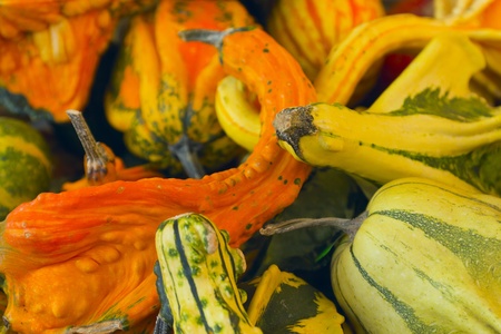 Colorful pumpkins on the market (Verona, Italy)の写真素材