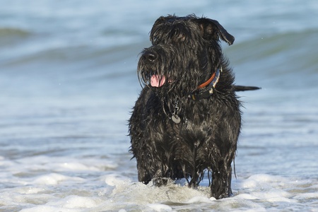 Big Black Schnauzer Dog standing in the sea waves on the coast の写真素材