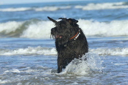 Big Black Schnauzer Dog standing in the ocean waves on the coast の写真素材