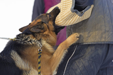 German Shepherd trained detention humans  bites into training sleeve の写真素材