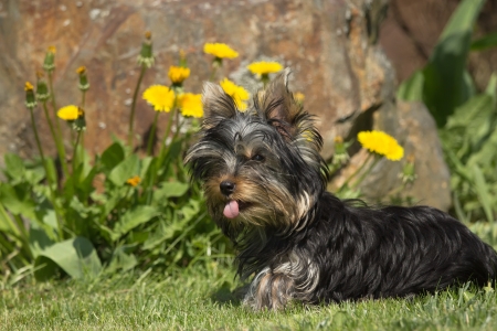 Portrait of Yorkshire Terrier  Yellow lowers in the background の写真素材