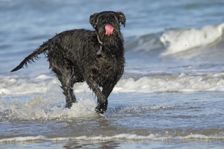 Big black schnauzer dog standing in sea waves and sticking out his tongueの写真素材