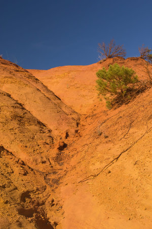 Tree growing on an orange ocher hills and blue sky in the background  Ocher rocks  French Colorado ...