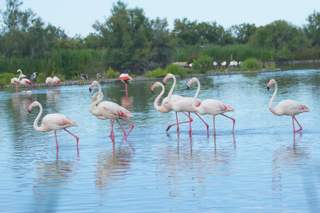 Group of flamingos walking in a lake   South France の写真素材