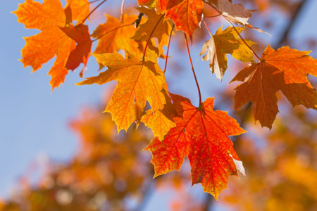 Autumn colorful background of maple leaves  Blue sky in the background 