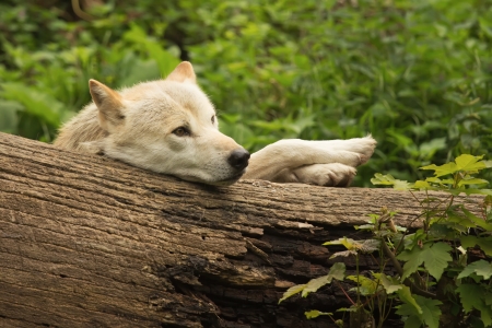 White wolf lying in the woods behind a tree trunk  The front paws  has resting on the trunk の写真素材