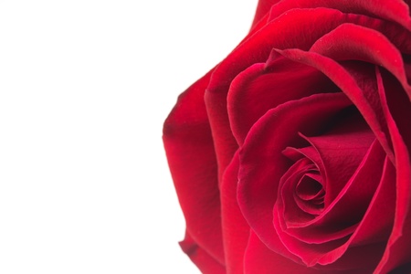 Red rose isolated on white background の写真素材