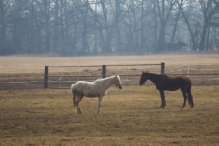 White and brown horse in pasture in early spring day  Vertically の写真素材