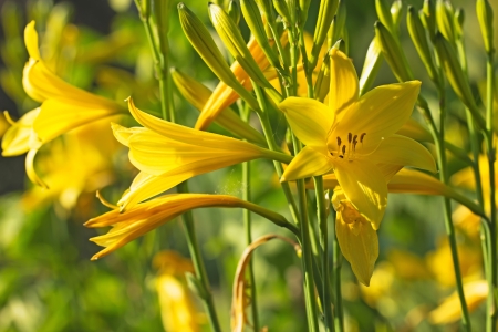 Closeup lemon daylily yellow flowers background ( Hemerocallis)の写真素材