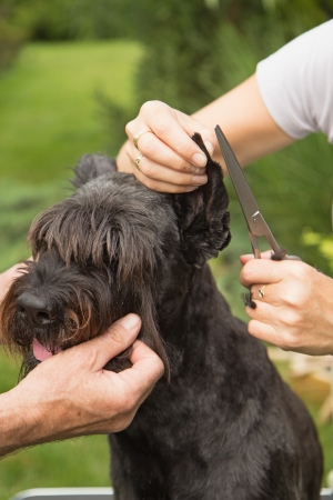 Cutting hair on the dog's ears by scissorsの写真素材