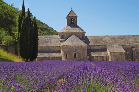 Senanque Abbey with field of lavender  Provence, France の写真素材