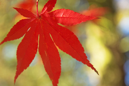 Detailed view of red maple leaf. (Acer palmatum)