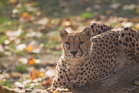 Detailed side view of cheetah (Acinonyx jubatus). Horizontally.の写真素材