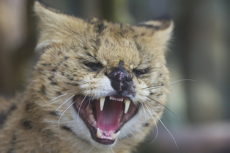 The fishing cat (Prionailurus viverrinus)  with bared teethの写真素材