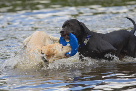 Black and white dog are playing with a blue toy in the water.の写真素材