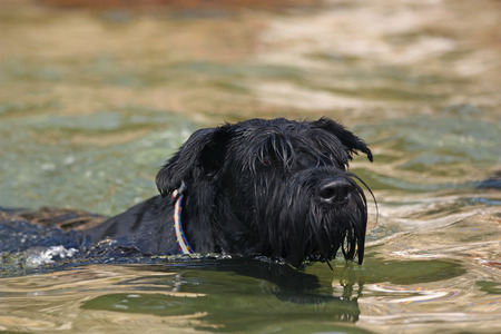 Big Black Schnauzer Dog is swimming in the water.の写真素材