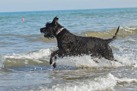 Big Black Schnauzer Dog is running into the sea.