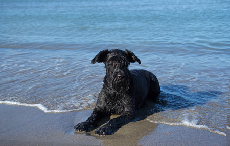 Big Black Schnauzer dog is lying in the sea.の写真素材