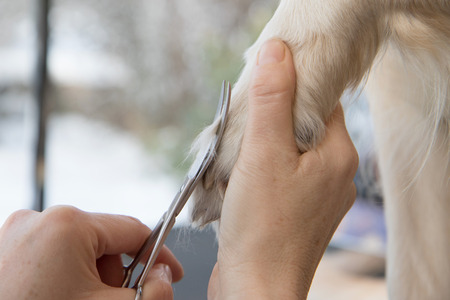 Grooming Golden Retriever dog. Closeup of trimming  paws.の写真素材