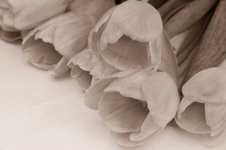 Bouquet of pink tulips. Photo is edited as a vintage.の写真素材