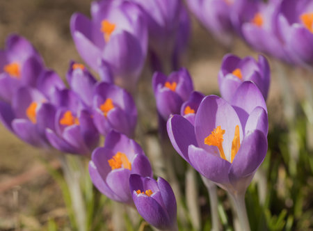 The group of purple crocus flowers (saffron)