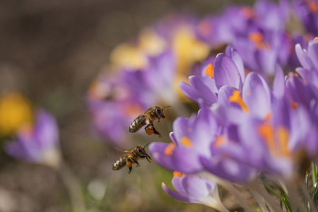 Pair of bees to a flower violet crocus (saffron)