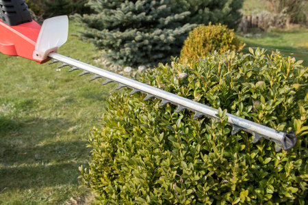 Cutting wintergreen plant by electric telescopic fence scissors. All potential trademarks are...