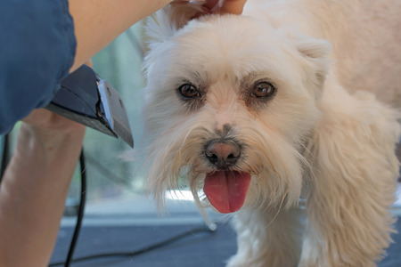 Closeup of Maltese dog which is standing on the table and is looking to the camera. Female groomer cut his head with a groomer machine. All potential trademarks are removed. Horizontally.の写真素材